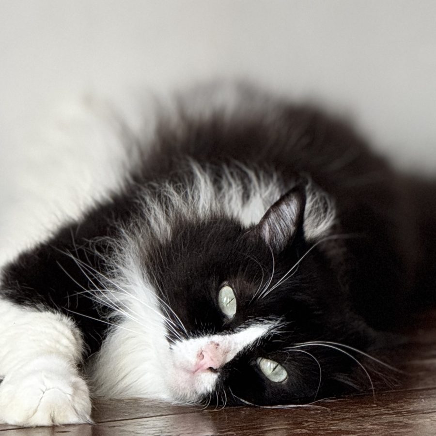 Kohi the studio cat