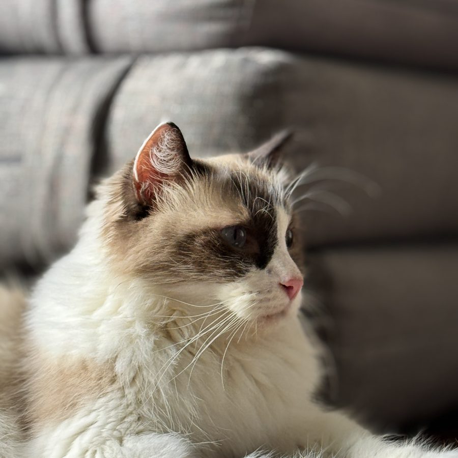 Miruku the studio cat