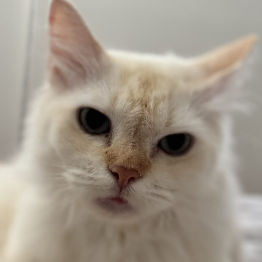 Peaches the studio cat