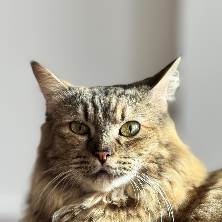 Pebbles the studio cat