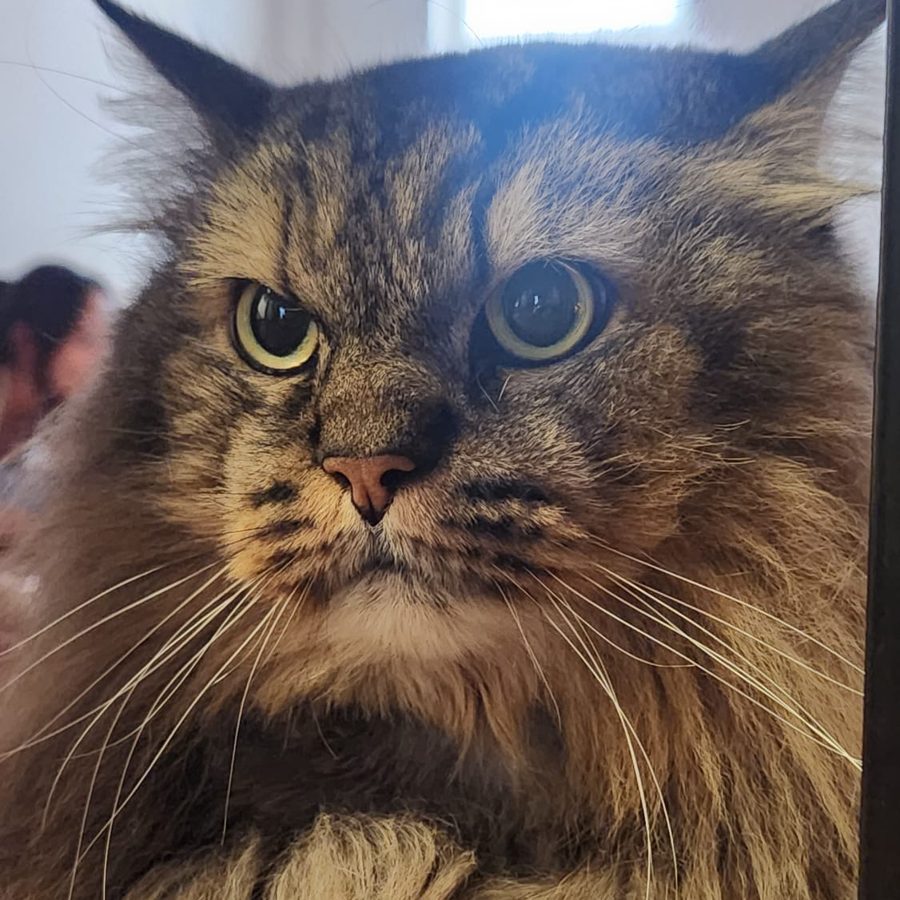 Pepper the studio cat