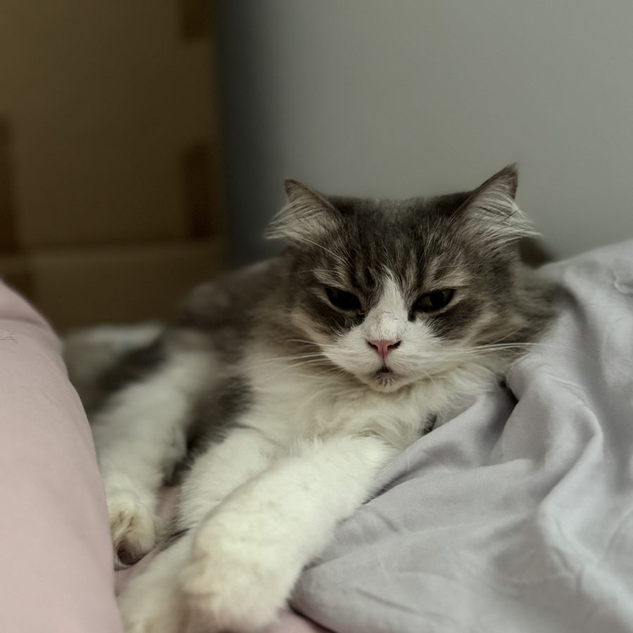 Phoebe the studio cat